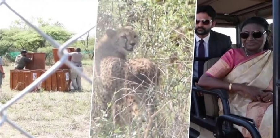 Indian President receives eight cheetahs as a gift on last day of Botswana visit