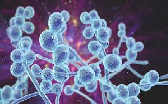 An Indian-led study warns that the fungus "Candida auris