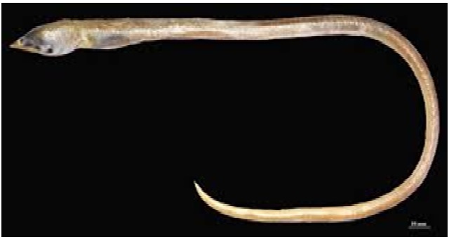 A new species of finless snake eel has been discovered and named Apterichtus kanniyakumari