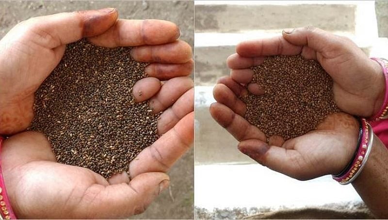 Madhya Pradesh Cabinet has decided, for the first time, to procure Kodo and Kutki