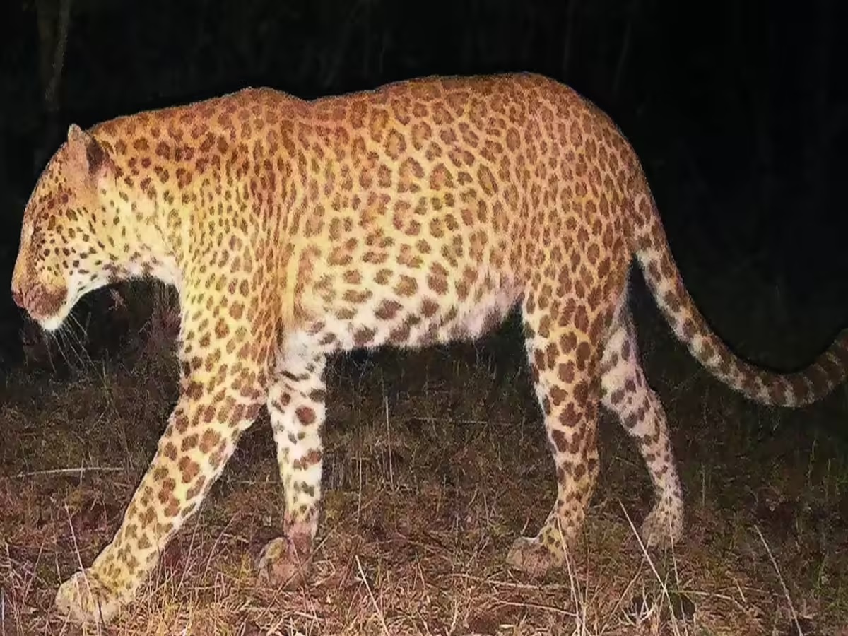 An Ultra-Rare ‘Sandalwood Leopard’ recorded for the first time in Karnataka