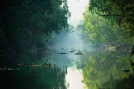Sunderbans' Declining Ecological Resilience: New Study Raises Concerns