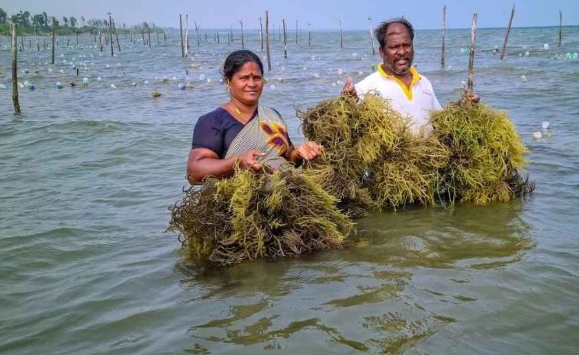 Kochi selected to host the 7th India International Seaweed Expo and Summit 2026