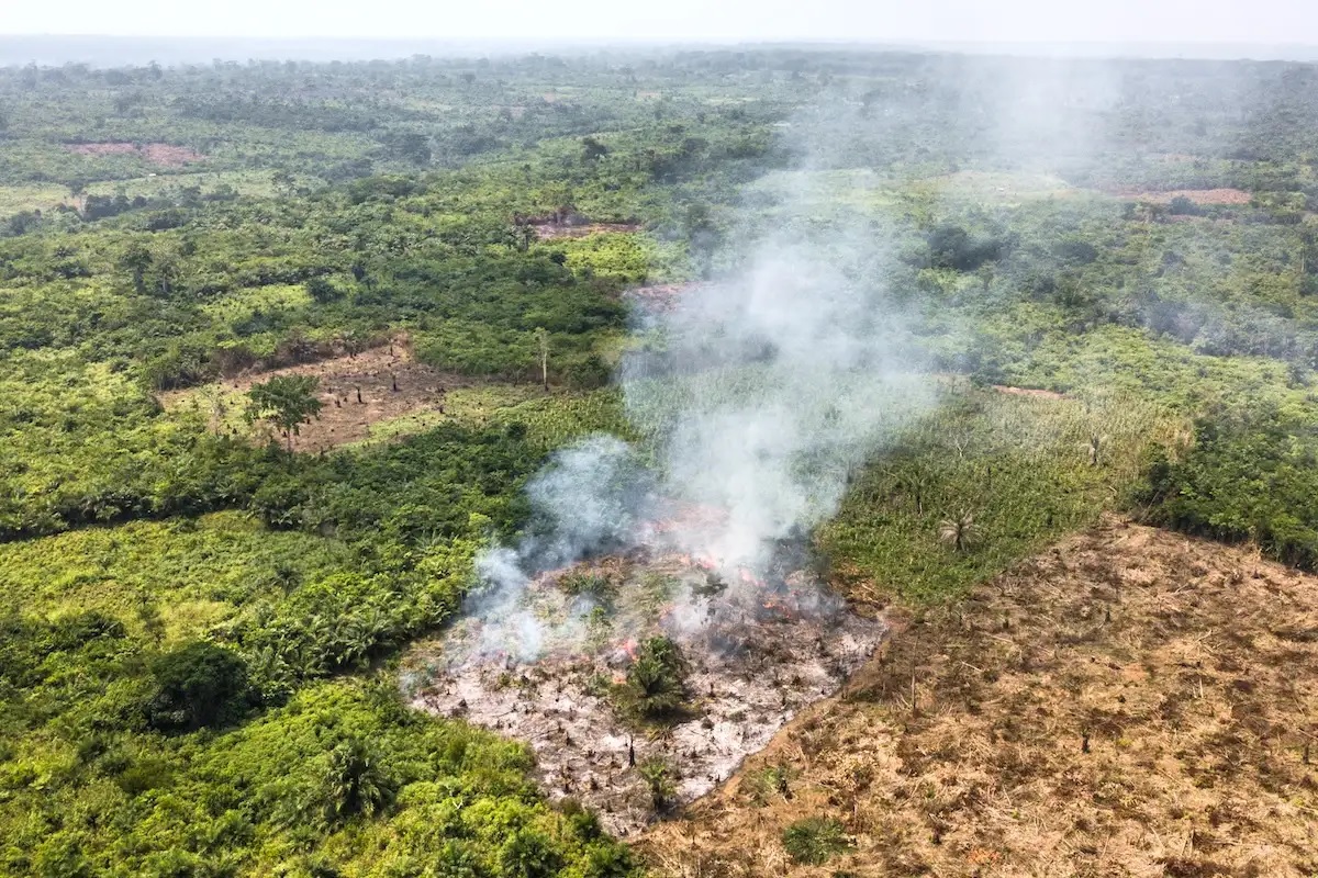 African Forests Now Carbon Emitters—Scientists' Warning on Global Climate