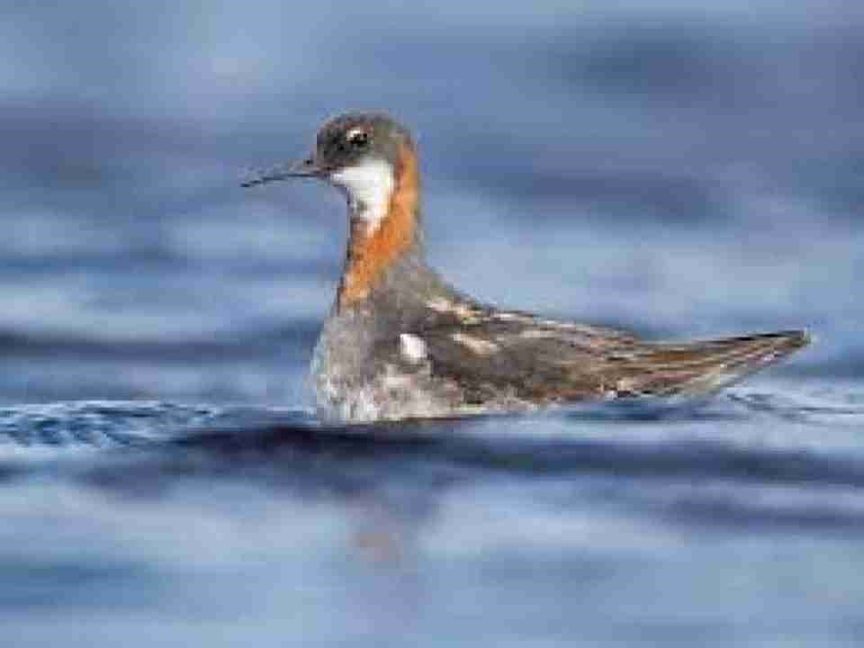 Rare Red-necked Phalarope Spotted for the First Time in Tiruppur