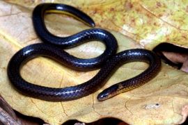 In January 2026, the world of herpetology witnessed a significant breakthrough as scientists from Mizoram University