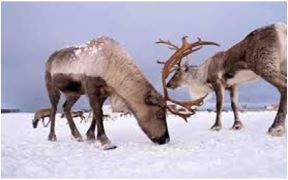Declining Lichen Availability in the Arctic Threatens Winter Survival of Caribou