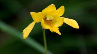 New Orchid Species Discovered in Kerala Highlights India’s Rich Biodiversity